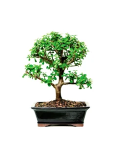 Plant Bonsai Green