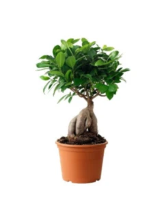 Ficus Bonsai Plant.jpg