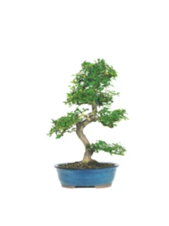 Mini Jade Bonsai Plant
